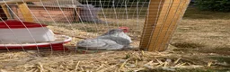 Chickens poultry for sale: Young male pekin bantam - Advert 2