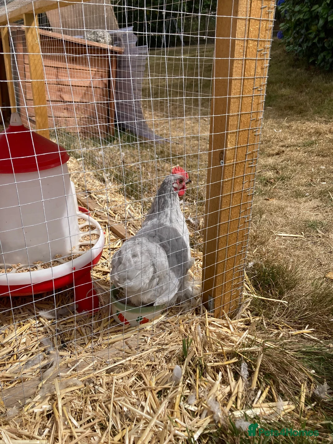Chickens poultry for sale: Young male pekin bantam - Advert 2
