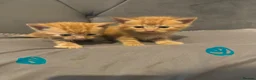 Mixed Breed cats for sale: 8 stunning kittens  - Advert 2