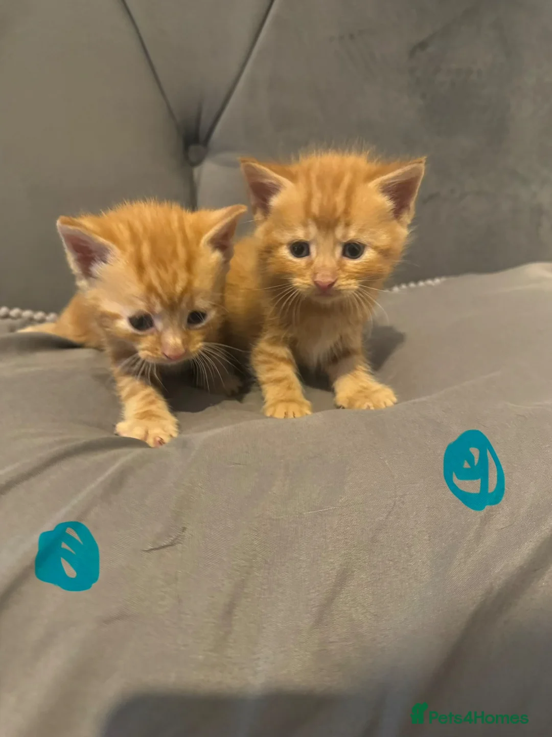 Mixed Breed cats for sale: 8 stunning kittens  - Advert 2