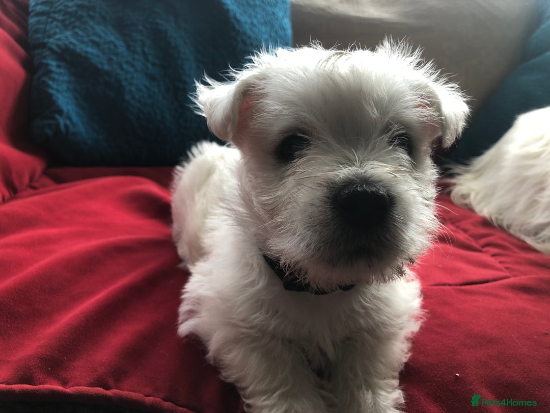 West Highland Terrier dogs for sale: Beautiful west highland puppies for sale - Image 9