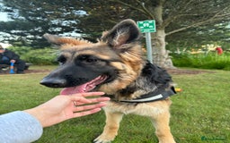 Mixed Breed dogs for sale: 7 German Shepherd & Belgian Malinois Puppies - Image 1