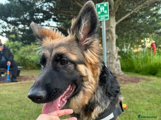 Mixed Breed dogs - Advert 7