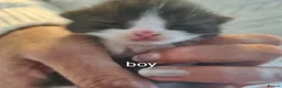Mixed Breed cats for sale: Beautiful Ragdoll cross kittens in Wisbech - Advert 3