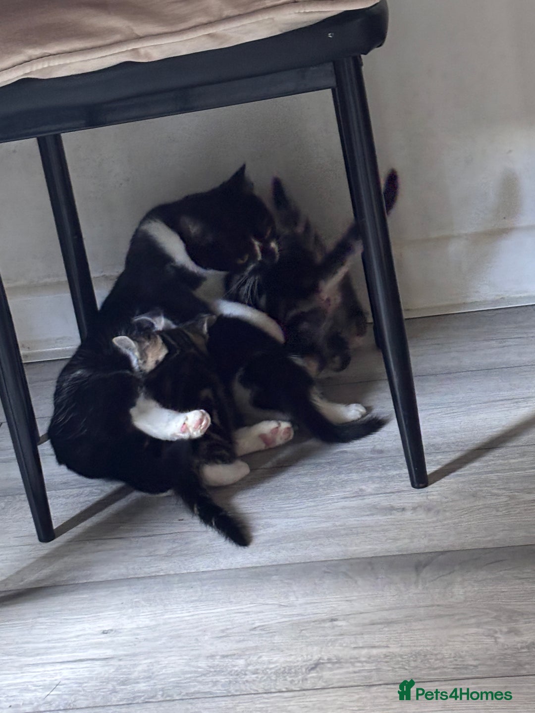 American Shorthair cats for sale: Kittens for sale  - Advert 8
