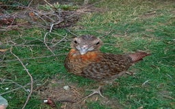 Pheasants poultry for sale: Temmincks Tragopan - Image 4