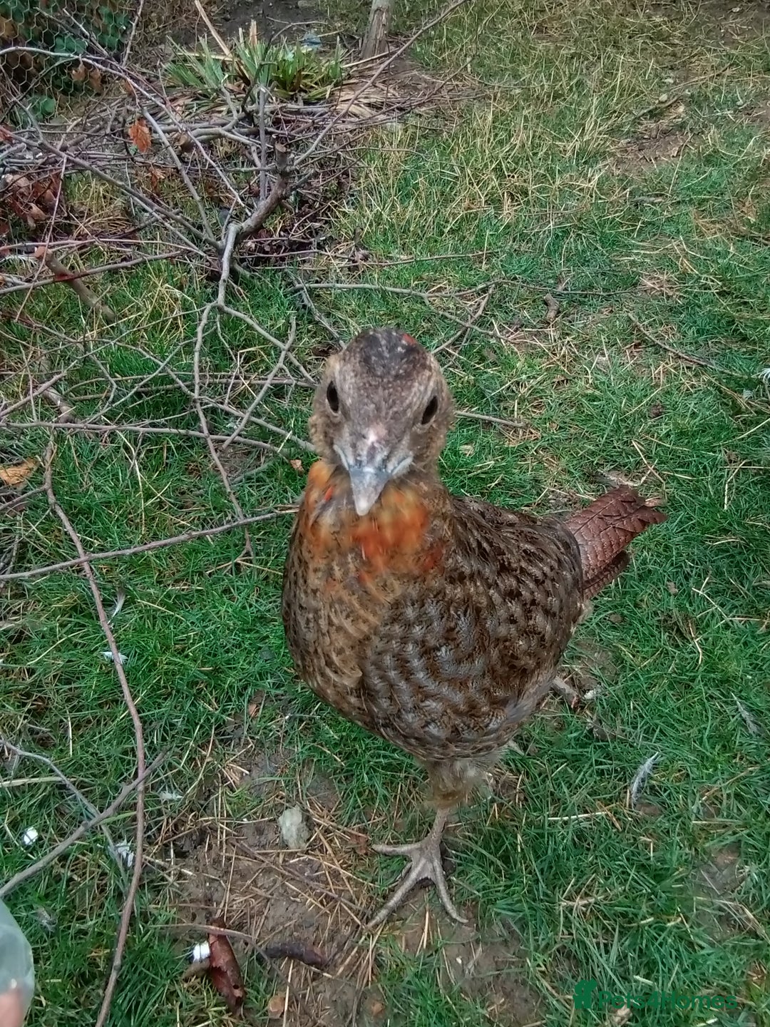 Pheasants poultry for sale: Temmincks Tragopan - Image 4