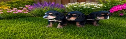 Cocker Spaniel dogs for sale: Cocker spaniel  in Warrington - Advert 3