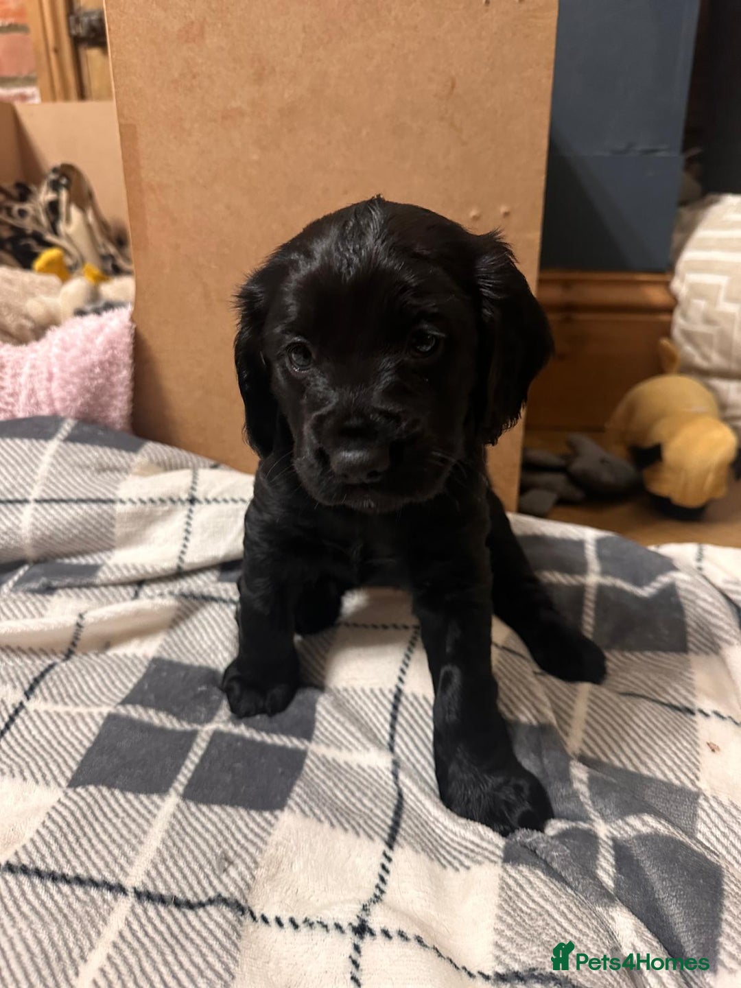 Cocker Spaniel dogs for sale: WORKING COCKER PUPS  - Advert 14