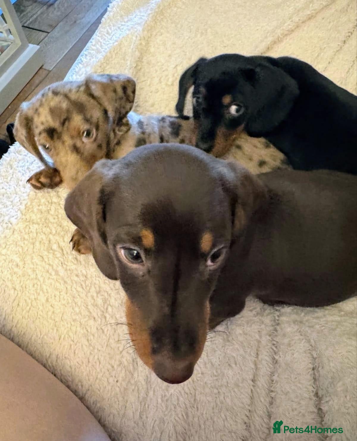 Miniature Dachshund dogs Lovely miniature dachshund puppies - Advert 1