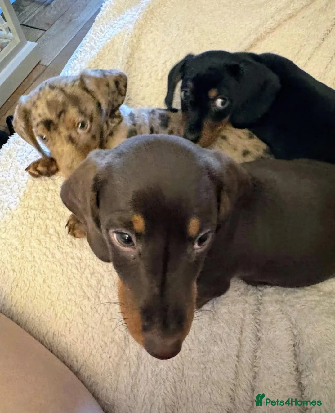 Miniature Dachshund dogs for sale: Lovely miniature dachshund puppies in Oxford - Advert 2