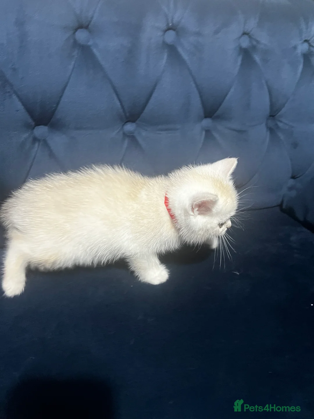 British Shorthair cats for sale: British shorthair type kittens - Advert 12