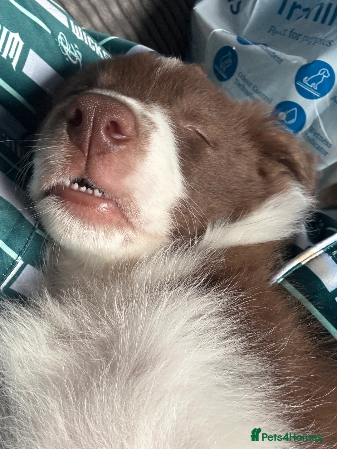 Border Collie dogs for sale: 4 border collie puppies - Advert 11