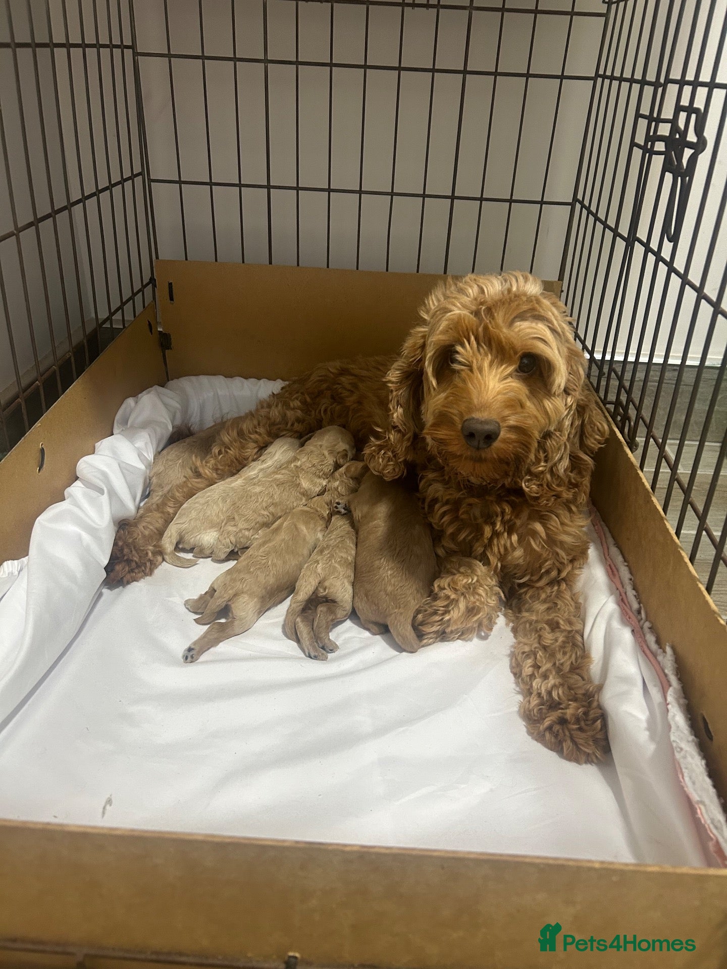 Cockapoo dogs Golden cockapoo puppies for sale - Advert 1