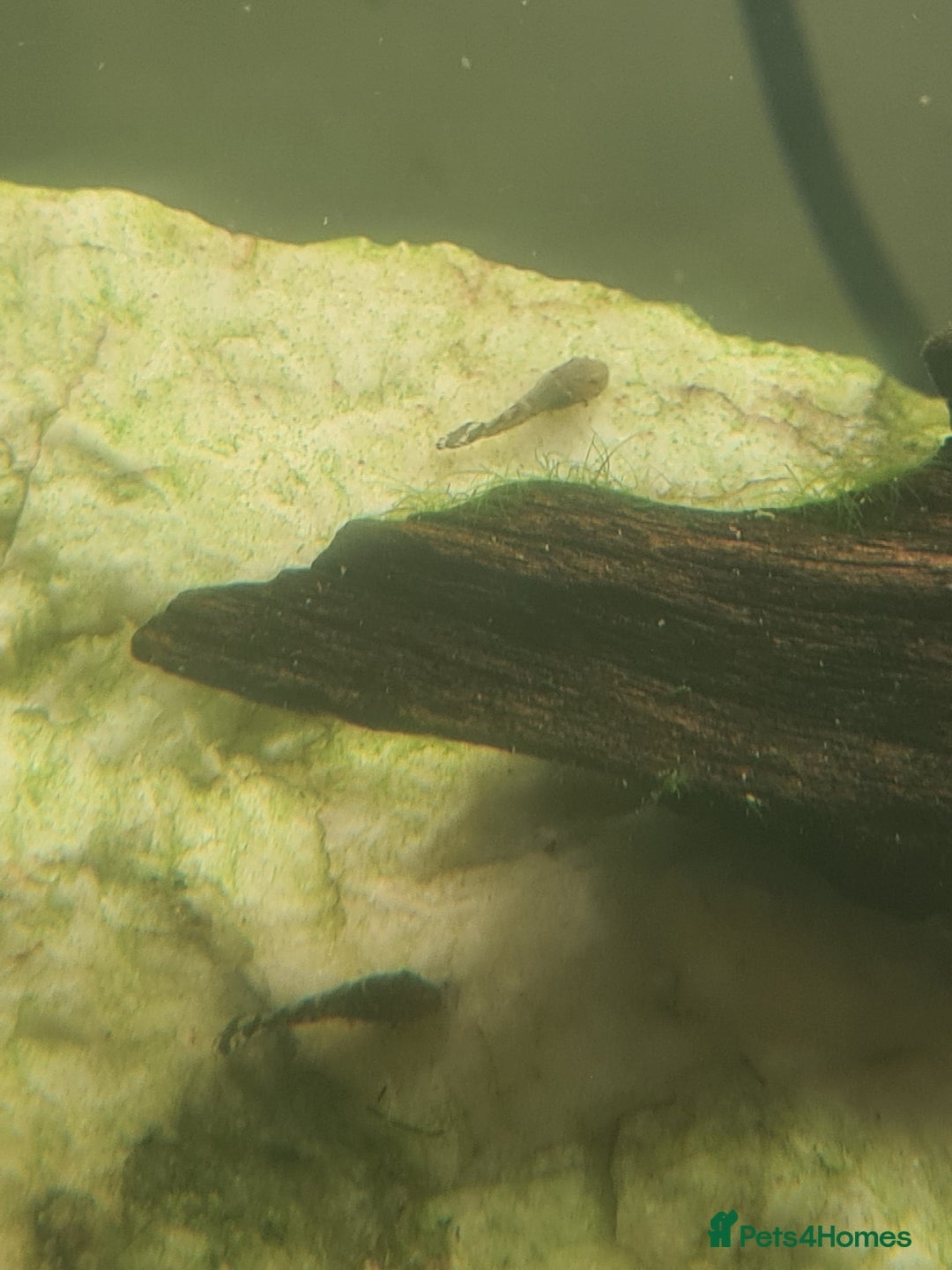 Plecos fish for sale: Bristlenose Plecos - Image 6