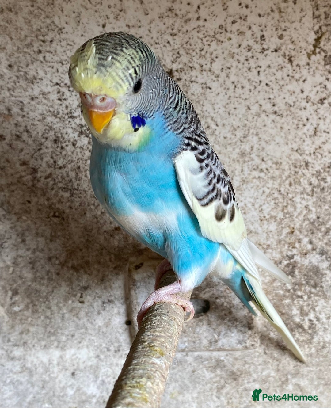 Budgerigars birds for sale: Beautiful Budgies - Image 19