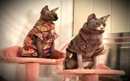 Sphynx cats for sale: Two female sphynx cats - Advert 1