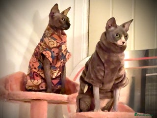 Sphynx cats for sale: Two female sphynx cats - Advert 1