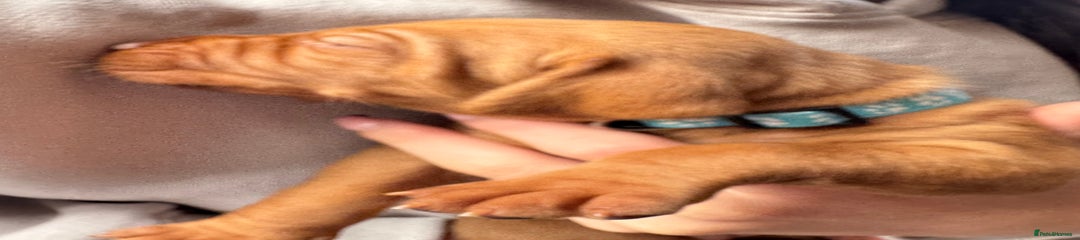 Hungarian Vizsla Puppy 6