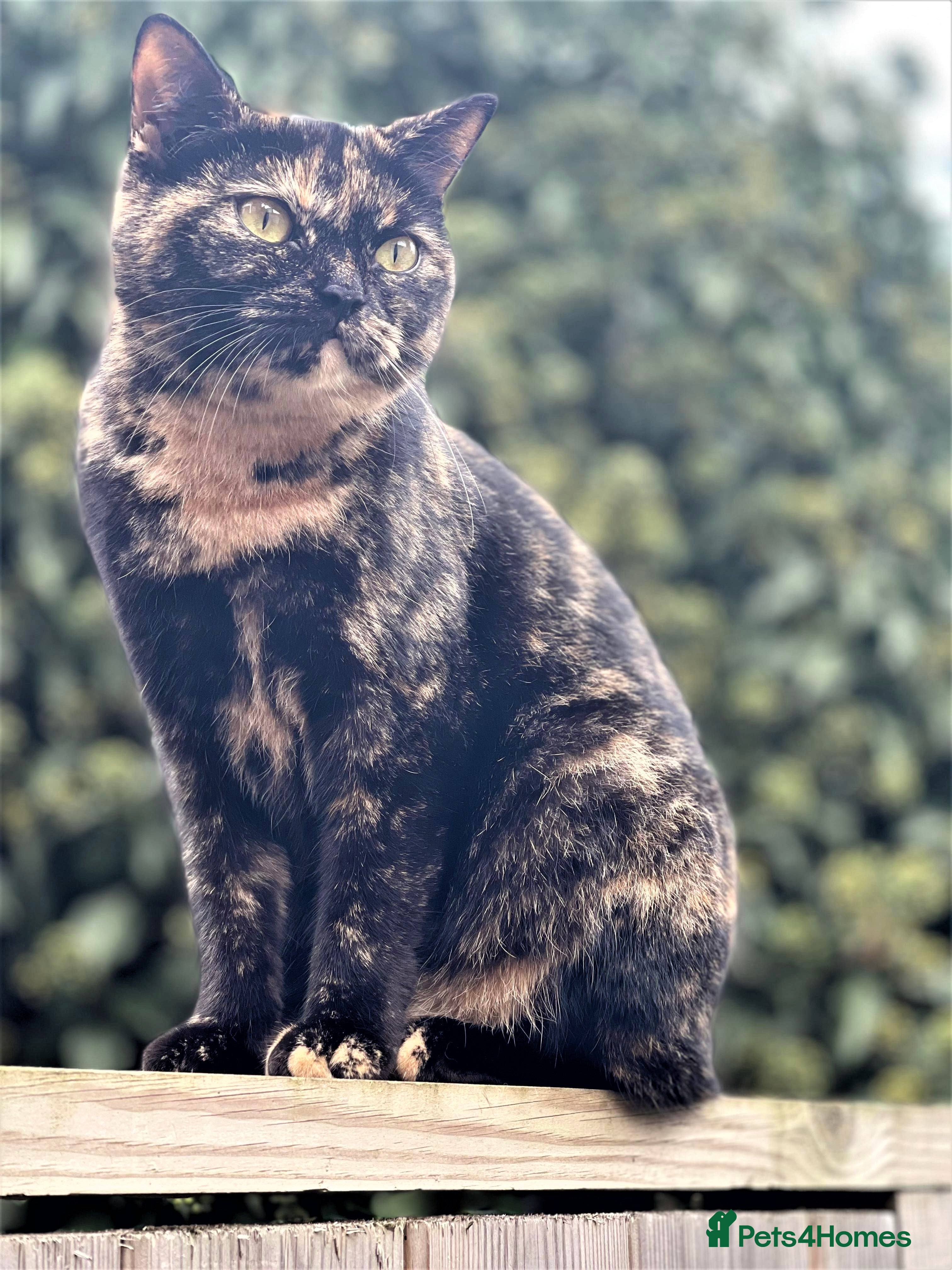 Mixed Breed cats For tortoiseshell cat lovers.Female.  - Advert 2