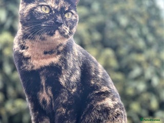 Mixed Breed cats For tortoiseshell cat lovers.Female. - Advert 1