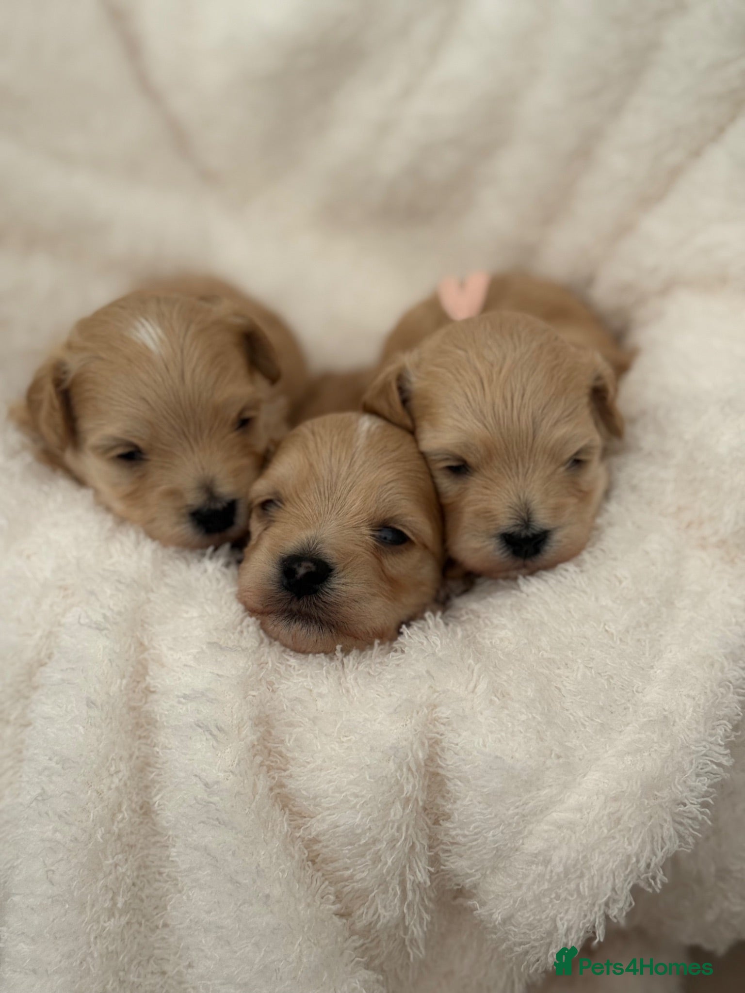 Maltipoo dogs Korean Maltipoo puppies  - Advert 4