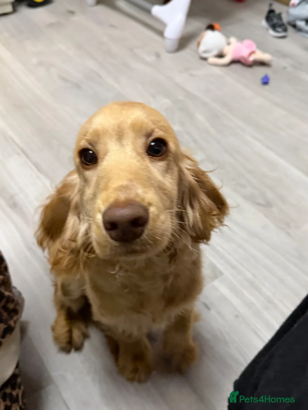 Cocker Spaniel dogs for sale: Cocker spaniel  in Barrow-in-Furness - Advert 2