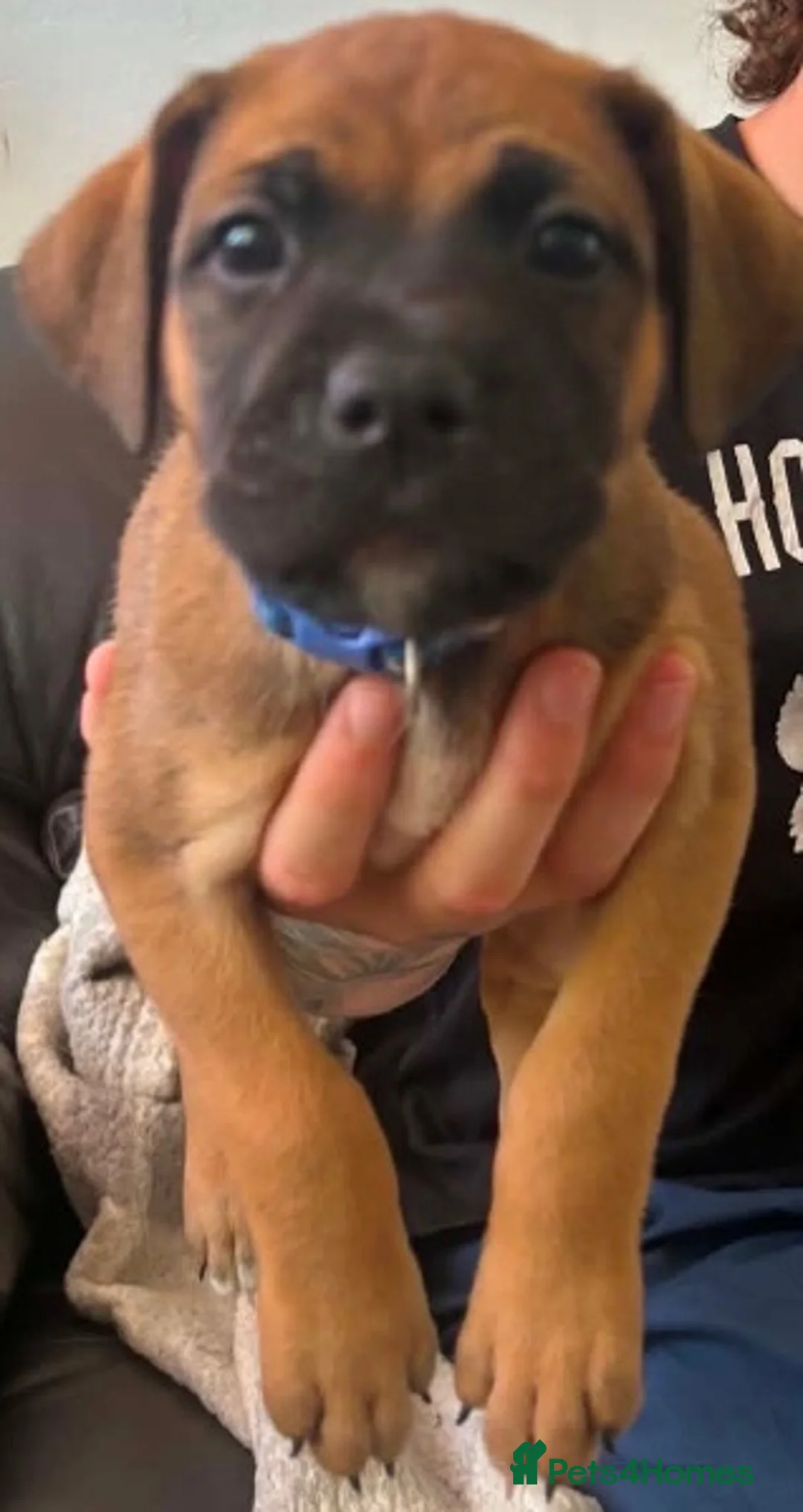 Mixed Breed dogs for sale: Mixed breed puppys  - Advert 8