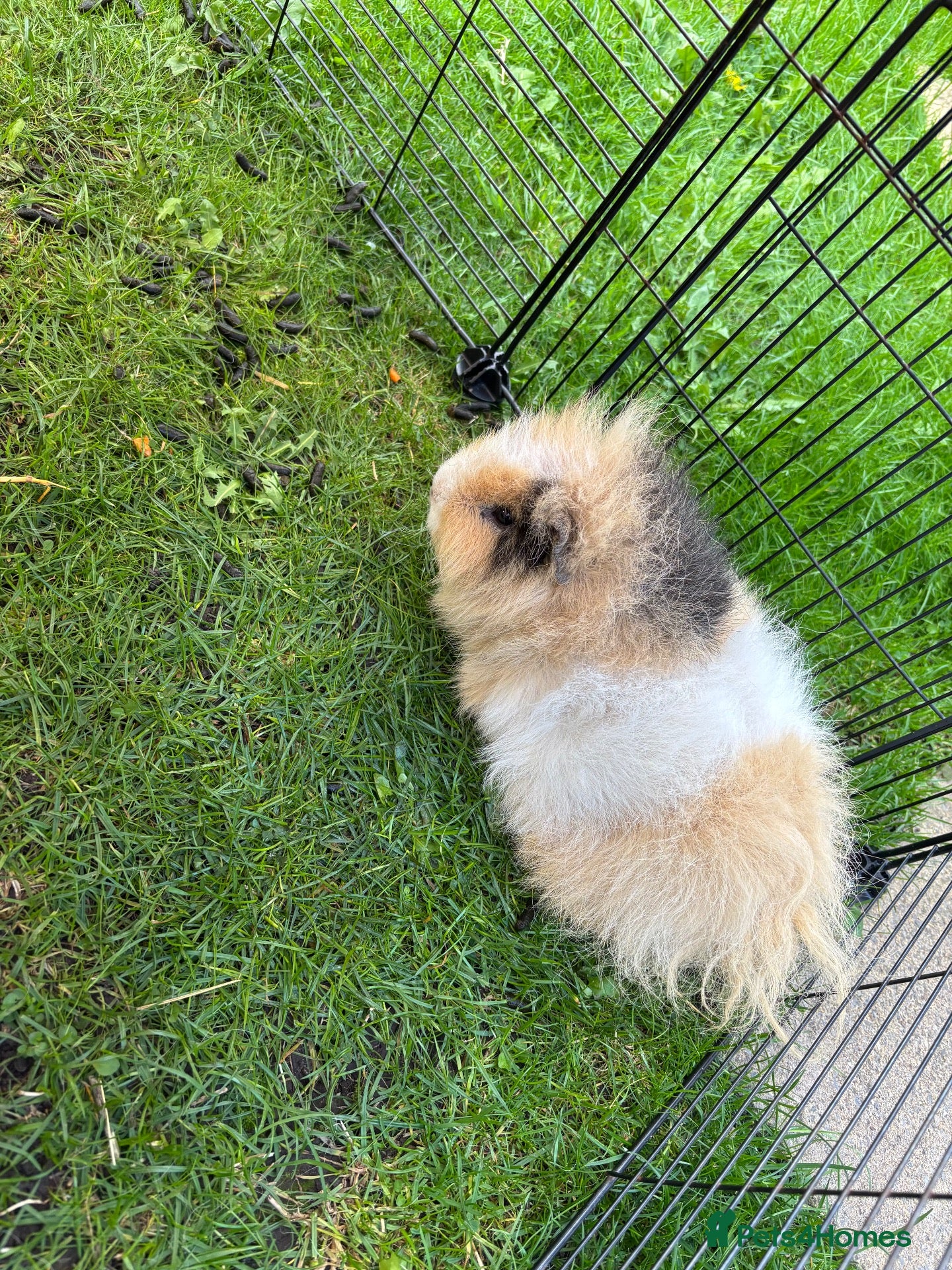 Guinea Pig rodents Swedish teddy Guinea Pig brothers - Advert 10