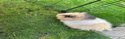 Guinea Pig rodents for sale: Swedish teddy Guinea Pig brothers in Newcastle upon Tyne - Advert 1