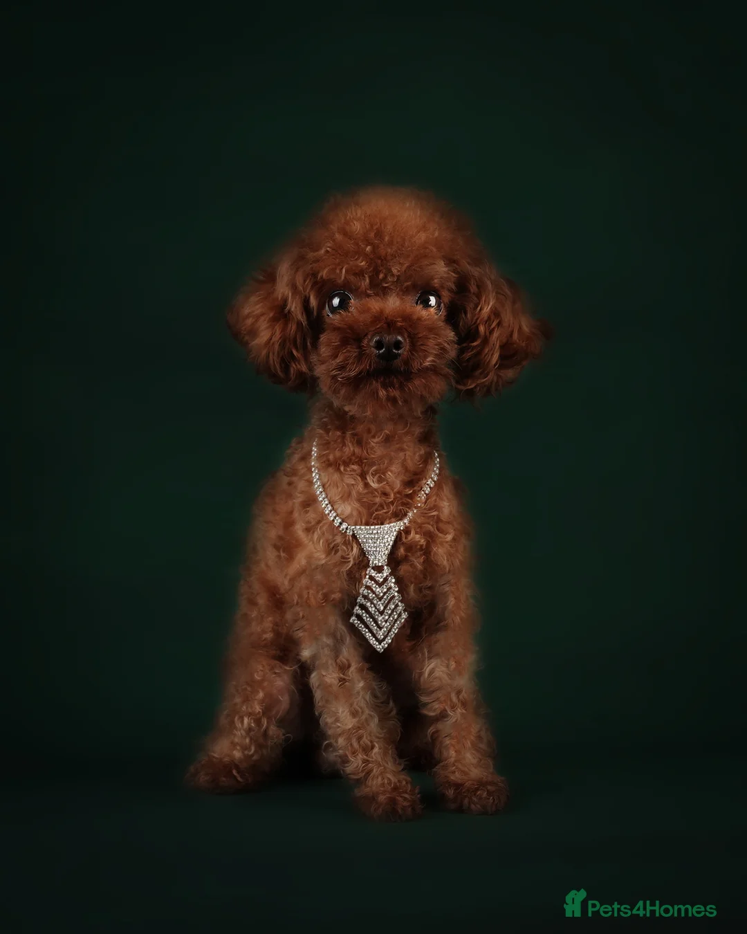 Toy Poodle dogs for stud: Rich, tiny 1.3kg stud KC reg !!  - Advert 2