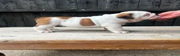 English Bulldog dogs for sale: Quality English bulldog puppies in Skegness - Advert 2