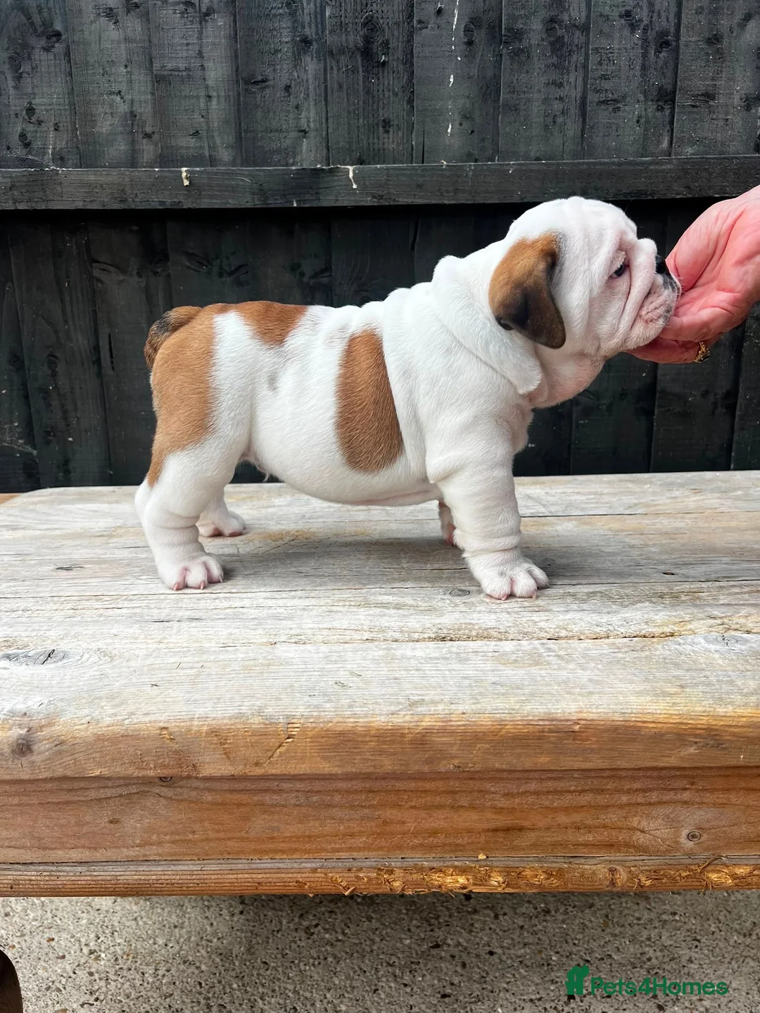 English Bulldog dogs for sale: Quality English bulldog puppies in Skegness - Advert 2