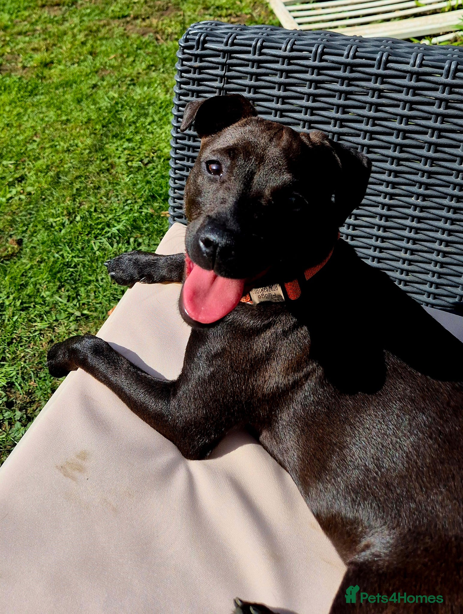 Patterdale Terrier dogs Patterdale Girl - Advert 1