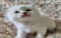 Ragdoll cats for sale: 4 Precious tica Ragdoll girls - Image 29