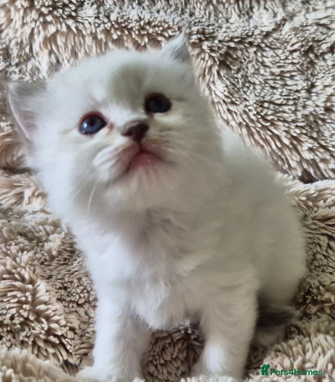 Ragdoll cats for sale: 4 Precious tica Ragdoll girls - Image 29
