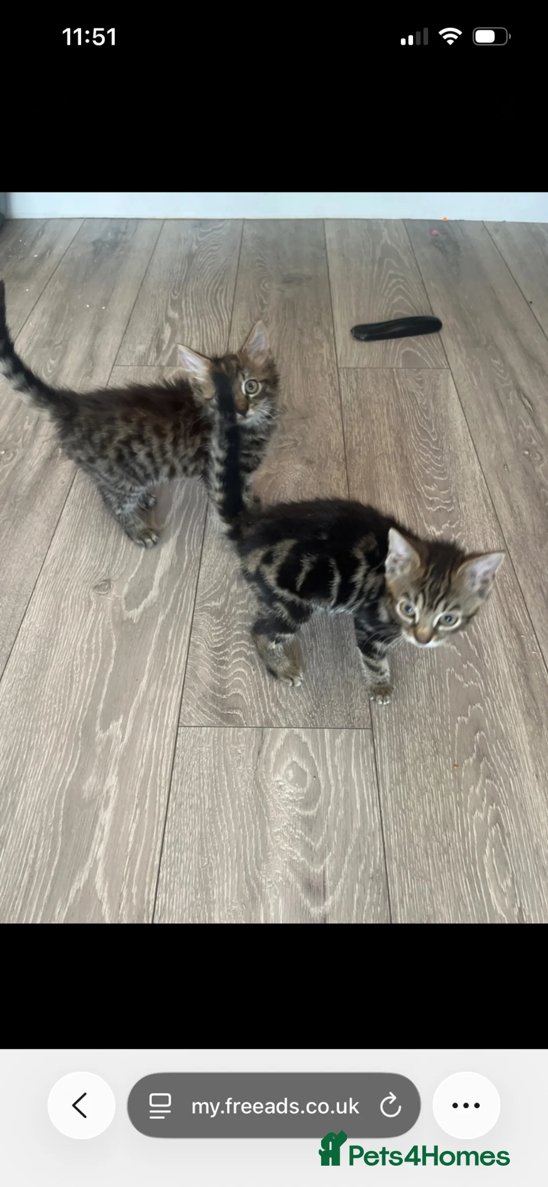Mixed Breed cats for sale: Adorable kittens for sale  - Advert 2