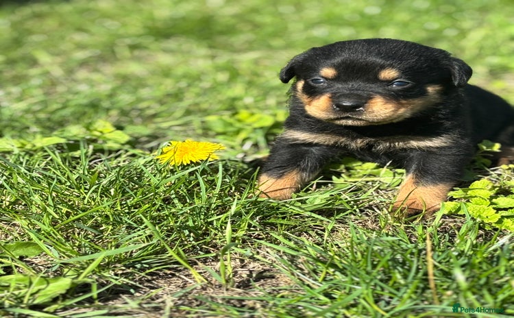 Rottweiler dogs - Advert 2