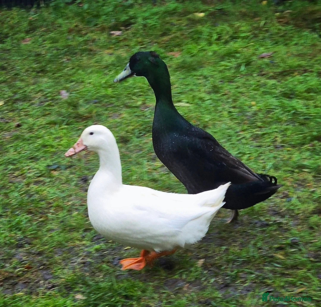 Ducks poultry for sale: 7 mixed Ducklings. Hatched on Easter day - Advert 11
