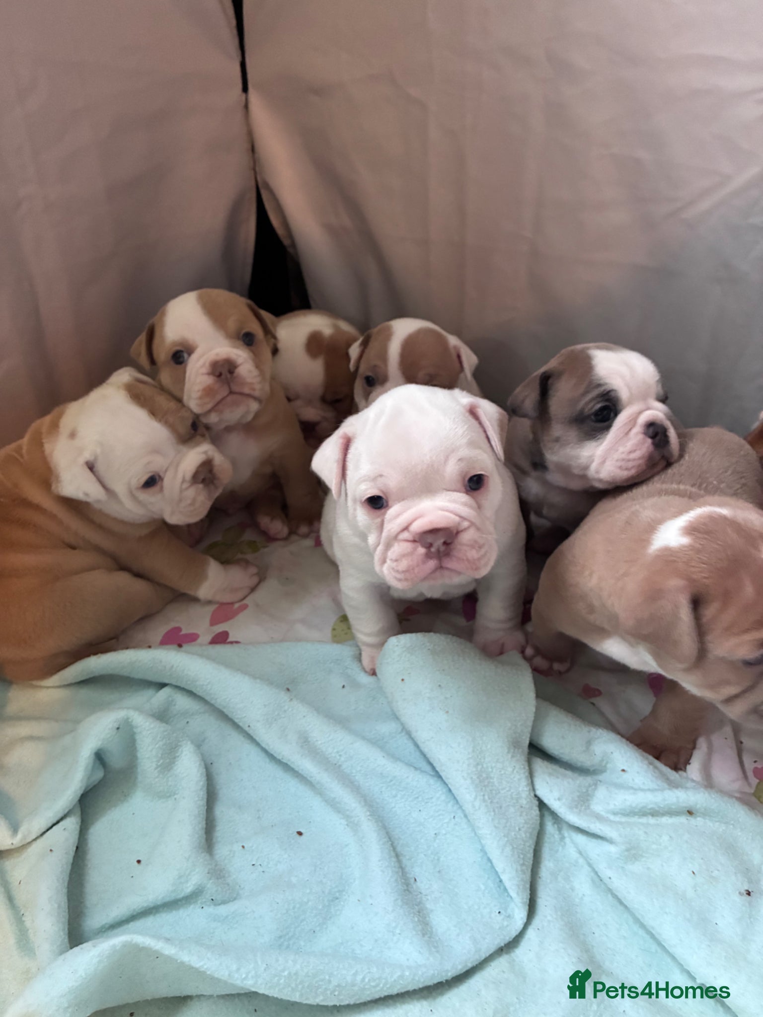 Mixed Breed dogs Olde English bulldog cross puppies - Advert 14