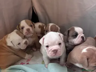Mixed Breed dogs Olde English bulldog cross puppies - Advert 14