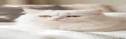 Mixed Breed cats for sale: Beautiful Ragdoll x Persian kittens  - Advert 10