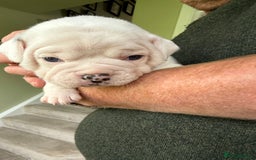 Mixed Breed dogs for sale: Cute Olde English Bulldog & Pug/Frenchie 4 sale - Image 17