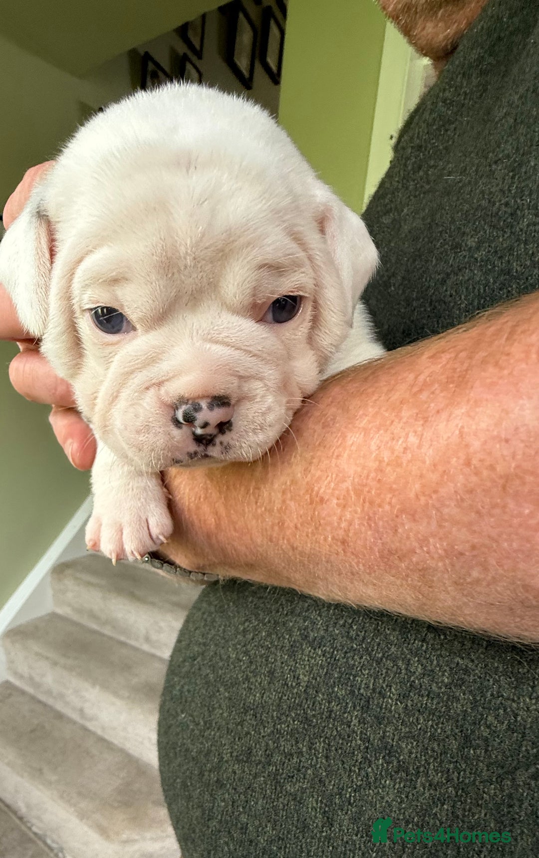 Mixed Breed dogs for sale: Cute Olde English Bulldog & Pug/Frenchie 4 sale - Image 17