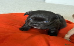 Chug dogs for sale: 6 beautiful chug puppies for sale ❤️ - Image 15