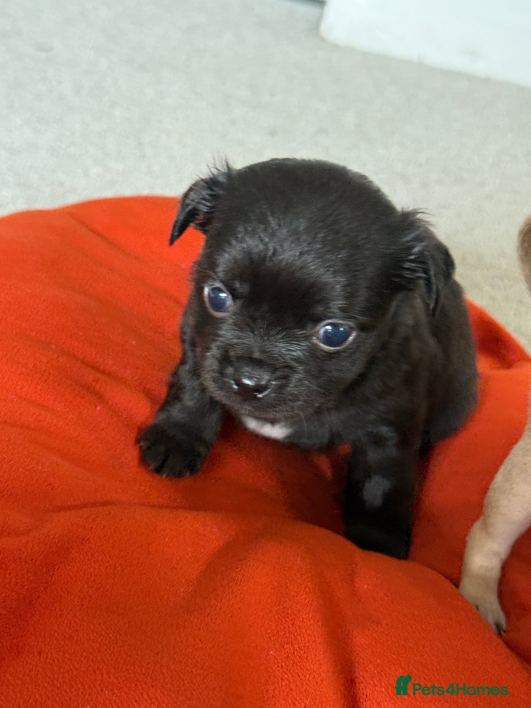 Chug dogs for sale: 6 beautiful chug puppies for sale ❤️ - Image 15