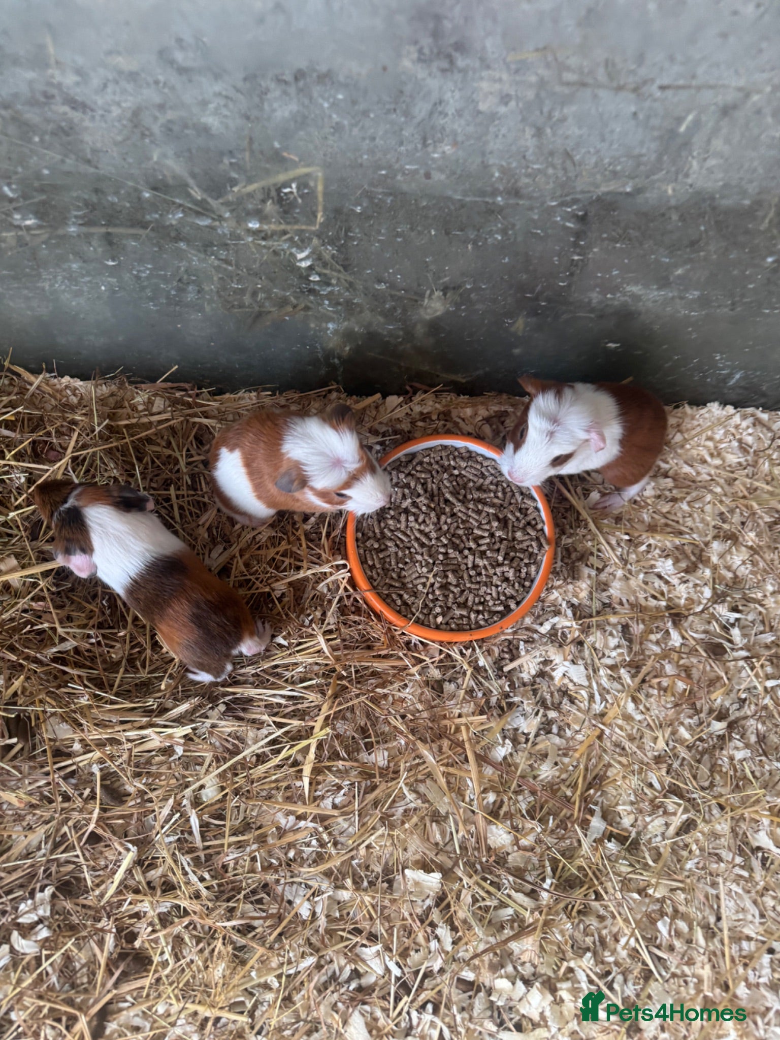 Guinea Pig rodents Gorgeous guineas available soon - Advert 18