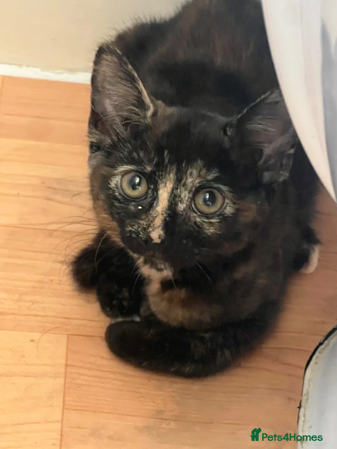 Mixed Breed cats for sale: FREE 2 females kittens  in Ilford - Advert 2