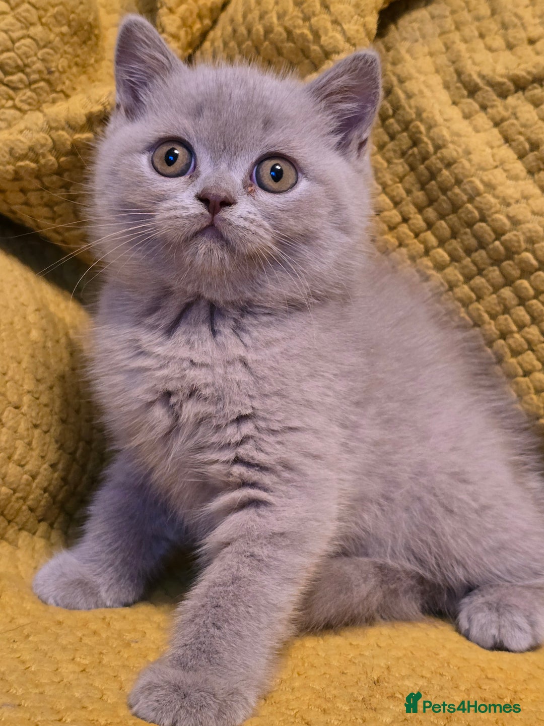 British Shorthair cats for sale: Pedigree, British Shorthair, TICA reg kittens - Image 9