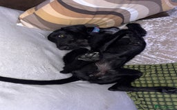 Mixed Breed dogs for sale: Female German Wirehaired Sprointer (11 Months) - Image 2